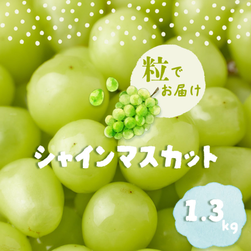 シャインマスカット1.3kg　（粒） フルーツ 葡萄 ぶどう シャインマスカット 高級フルーツ おやつ 山梨 ブドウ