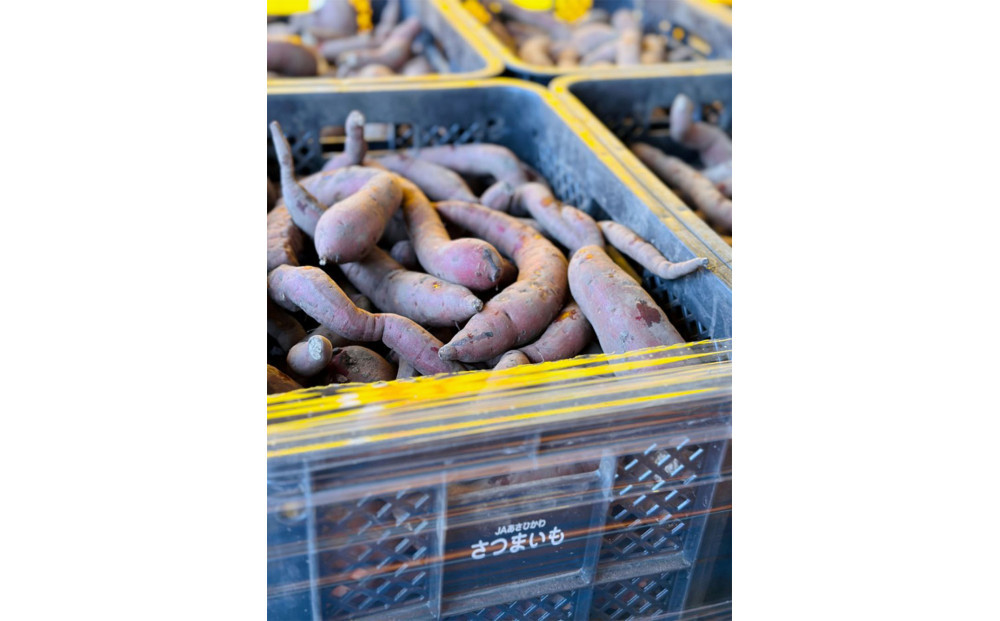 さつまいもラテ　15缶 【 ラテ ドリンク 飲み物 サツマイモ デザート 飲料 北海道 旭川市 】_04873