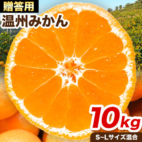 
贈答用にもおすすめ 温州みかん 10kg (S～Lサイズ混合) 和田果樹園《11月上旬-2月上旬頃出荷》 和歌山県 紀の川市 みかん ミカン 果物 フルーツ 温州みかん 贈答用 送料無料
