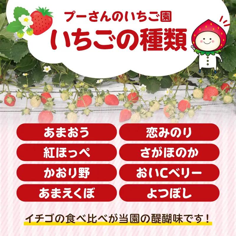 プーさんのいちご園　割引券（15,000円分） 【レターパック】 イチゴ狩り あまおう 恋みのり 紅ほっぺ さがほのか かおり野 おいCベリー あまえくぼ よつぼし 高設栽培 多段式 バリアフリー 車