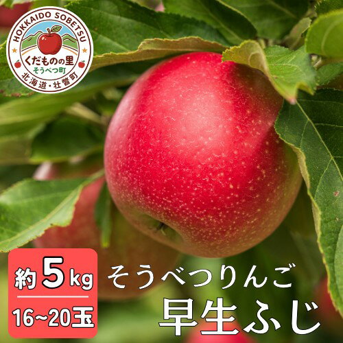 【ふるさと納税】【先行予約】 早生ふじ 約5kg 2026年10月中旬頃～発送予定 ふるさと納税 人気 おすすめ ランキング 北海道 壮瞥 りんご 蜜入り 5kg ふじ 早生ふじ 甘い 秀品 果物 おいしい 贈り物 贈物 贈答 ギフト 大容量 詰合せ セット 送料無料 SBTB012