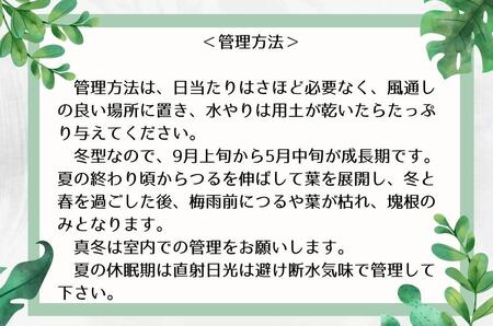 ディオスコレアエレファンティペス実生株 1本