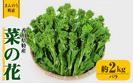 ＜期間限定！2025年12月中旬以降順次発送予定＞菜の花(約2kg/バラ) 国産 野菜 菜の花 【man356-B】【Aglio nero】