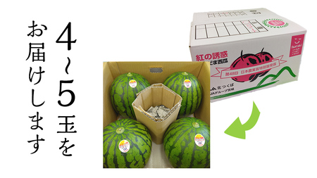 【 先行予約 】 こだますいか 4～5玉 スイカ 果物 フルーツ [AE006ci]