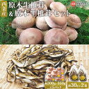 【ふるさと納税】＜西条産 原木生椎茸＆原木干椎茸セット＞ ※2024年2月末迄に順次出荷します。干ししいたけ 乾燥 国産 シイタケ 使い分け ビタミンD 茶碗蒸し 炊き込みご飯 汁物 佃煮 栄養たっぷり 森のステーキ SGK組合 たのしいたけ園 愛媛県 西条市 【冷蔵】