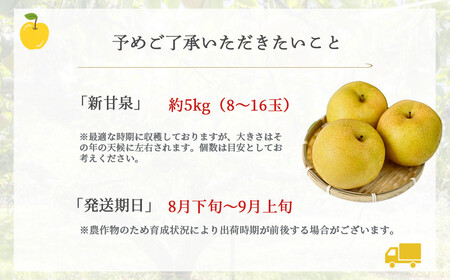 新甘泉 【倉吉産】5kg（ＪＡ鳥取中央） 梨 果物 和梨