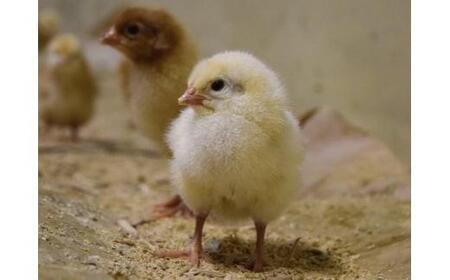 [ふるなび限定企画]【定期便3回】[平飼い卵食べ比べ] 平飼い有精卵あかり・平飼い卵いろは 各15個 合計30個 (毎月お届け）