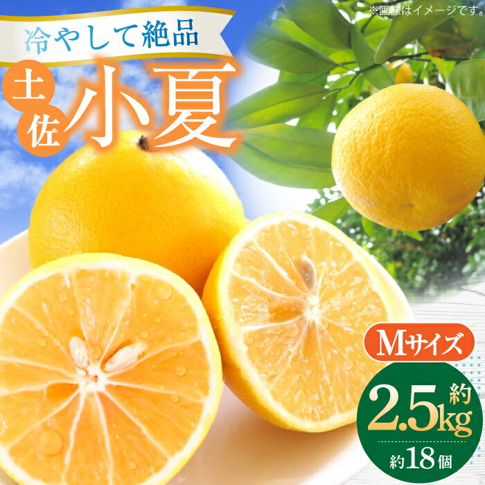 【ふるさと納税】【先行予約】土佐小夏 約2.5kg 18個前後 Mサイズ〈2026年4月中旬〜2026年7月中旬頃発送〉/ 高知 小夏 コナツ こなつ 果物 柑橘 フルーツ【フルーツショップオザキ】 [ATAH003]