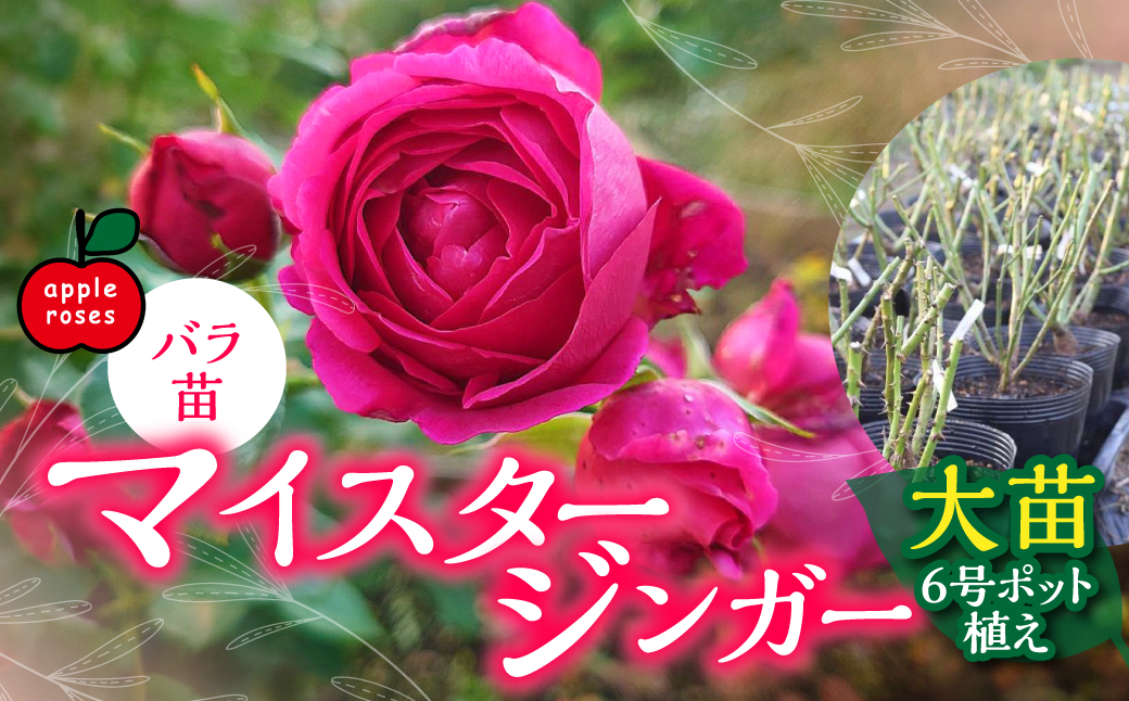 【Apple Roses】バラ苗『マイスタージンガー』大苗6号ポット植え 　 HNNH001