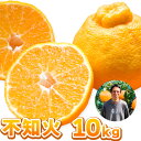 【ふるさと納税】まーくん家の不知火 10kg 《2月末-3月下旬頃出荷》 和歌山県 紀の川市 柑橘 きただ農園まーくん家 化学肥料・除草剤不使用　しらぬい