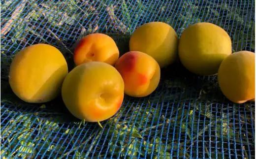 【2027年分先行予約】完熟梅 紀州南高梅 1.5kg サイズ混合（箱込み）※2027年6月中旬～順次発送予定 /  田辺市 果物 果実 梅 生梅 梅干し うめぼし 梅酒 梅ジュース 梅シロップ 手作