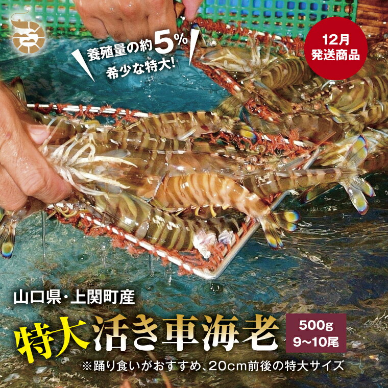 【ふるさと納税】〈12月発送・年内発送〉C-3　特大活き車えび（約500g）