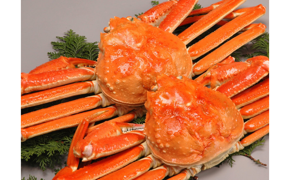 境港産松葉がにボイル姿　計2.4kg以上（小サイズ8枚）