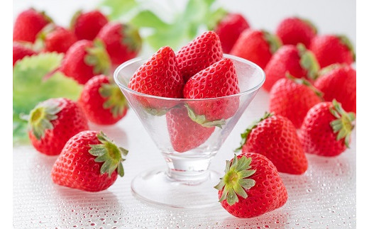 
            【贈答品】 特別栽培 イチゴ 恋みのり 化粧箱 （450g）×2箱 1月中旬～4月発送 苺 いちご フルーツ 果物 贈答 ギフト プレゼント 佐賀県 佐賀市：B240-025
          