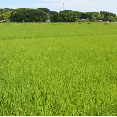 ふるさと納税 いすみ市 【毎月定期便】千葉県いすみ市産 粒すけ 10kg(5kg×2袋)全3回 |  | 01