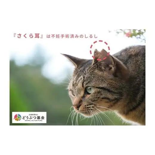 マグネット桜猫　5個入り10セット[野良猫保護支援 保護猫 ねこ のらねこ さくらねこ どうぶつ基金 マグネット 磁石]