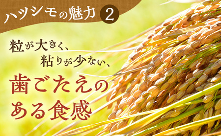 【定期便】岐阜県産 ハツシモ 10kg (6ヵ月連続お届け) 米 お米 コメ 白米 精米 ハシツモ 定期便 岐阜 瑞穂市 ※2025年11月下旬頃より順次発送予定
