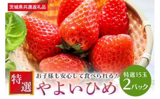 【数量限定・先行予約】 やよいひめ 特選15玉 2パック いちご イチゴ 苺 フルーツ 果物 くだもの ＜2026年1月中旬～3月上旬発送予定＞ （茨城県共通返礼品 石岡市） 71-C