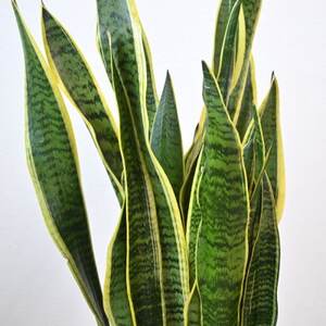 観葉植物 サンスベリア・ローレンティー 8号鉢(鉢カバーなし)【配送不可地域：離島・沖縄県】【1707582】