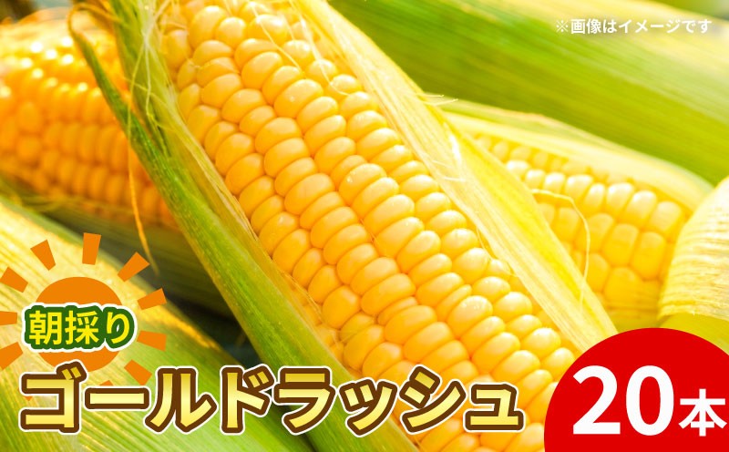 
                  【先行予約】 朝もぎ とうもろこし 20本 ゴールドラッシュ 《10月下旬より順次発送》 京都 京都府 コーン トウモロコシ  久御山 久御山町 新鮮 甘い 糖度 朝どれ 朝採れ 野菜 旬 産地直送 ギフト 夏野菜 秋野菜 農園Wave village
                