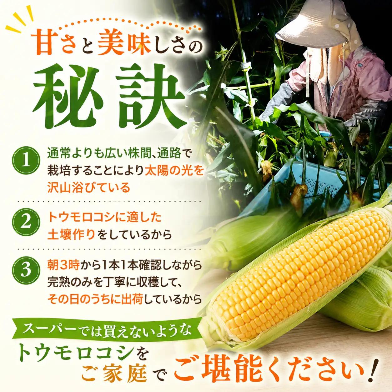 【順次発送開始】めぐみ 朝採れ とうもろこし 5.5kg [SBF002] とうもろこし