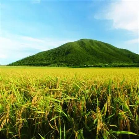 泡盛 てるしの島 25度 720ml【1627774】