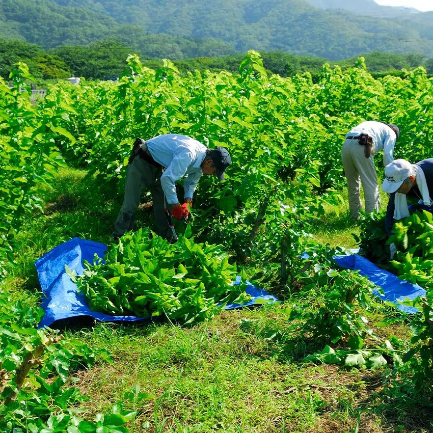 松崎町産桑葉茶 粉末1g入スティック20包入×3個