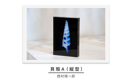zushi art gallery西村陽一郎写真作品　アクリルブロック「貝殻A（縦型）」