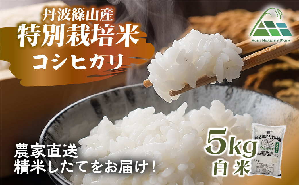 
                  【2025年産】丹波篠山産特別栽培コシヒカリ白米5kg 兵庫県 丹波篠山市 白米 100％単一原料米 産地直送米 おいしい お米 精米 ブランド おこめ 健康 送料無料 おすすめ 人気 口コミ
                