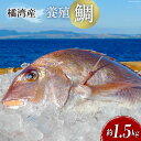 【ふるさと納税】橘湾産養殖 鯛　約1.5kg [荒木鮮魚店 長崎県 雲仙市 item1731]