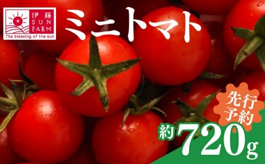 【 訳あり 】【 先行予約 】 ミニトマト 約 720g トマト プチトマト 小分け 甘い 野菜 やさい サラダ フルーツ 新鮮 旬 ジューシー 濃厚 人気 おすすめ お弁当 期間限定 数量限定 送料無料 産地直送 千葉県 旭市 伊藤SUN FARM isf002