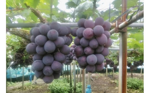 渡邊農園　ピオーネ2kg（3房～4房入り）【令和9年8月中旬頃発送！予約受付中】【B-80】