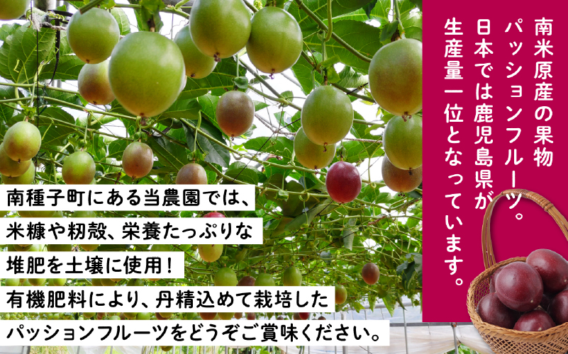 《令和年産》 種子島産パッションフルーツ2ケース （24個入り）【新栄物産】