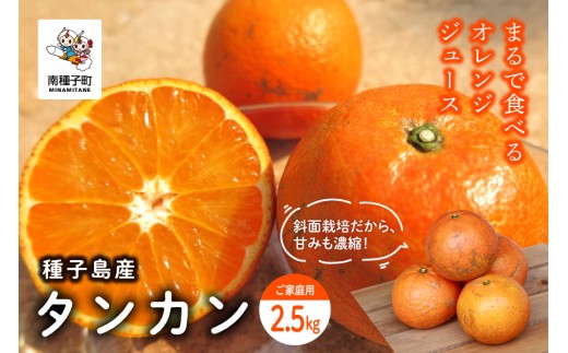 《 先行予約 》種子島産 タンカン (ご家庭用)約2.5kg（12～18玉）【2027年2月中旬〜3月中旬頃順次発送】【訳あり】
