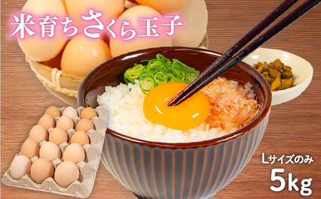 卵 5kg 割れ補償 5個 Lサイズ のみ 約 75個 国産 米育ち さくら玉子 さくら卵 鶏 さくら コク 濃い 卵黄 風味 とれたて 生 たまご 地産地消  国産鶏 玉子 産みたて 新鮮 黄身 卵 かけ ご飯 たまご かけ ごはん 玉子 丼  卵 焼き すき焼き 目玉 焼き 玉子 スープ 茶碗蒸し ゆで たまご サンド 大容量 滋賀県