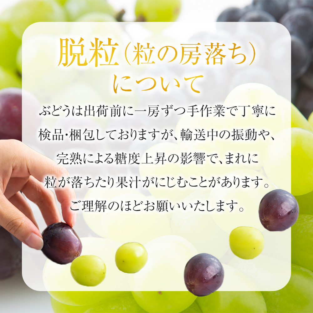 紀州有田産の種なし巨峰ぶどう２房（約800g～1kg）【2026年発送 先行予約】AN049_イメージ3