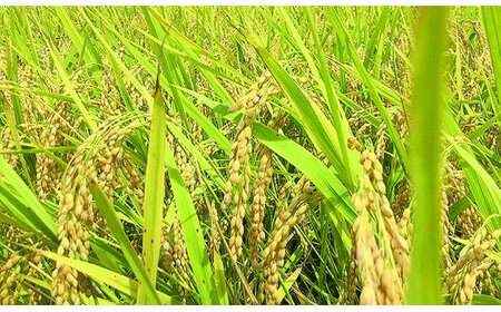 令和7年度「特別栽培米」水源のしずく真空パック（真空パック２合）