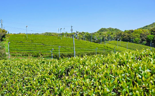 お茶 ふるさとの味 出雲のこころ3種セット 煎茶 飲み比べ ギフト お中元 お歳暮 日本茶 緑茶 煎茶 3種 3種類 セット 詰め合わせ 飲み比べセット 飲料 ドリンク 茶葉 お取り寄せ カテキン 健