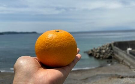 甘夏（約10kg）(B144-1)