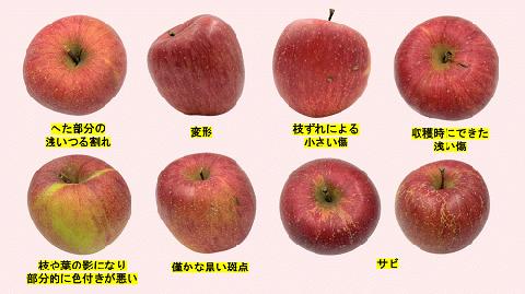 りんご 農家応援企画 冬のりんご 【 12月 】 訳あり ? 家庭用 3kg ※2022年12月より順次発送予定 ※沖縄および離島への配送不可 長野県 飯綱町 [1115]