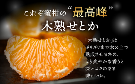 ≪先行予約≫ 大トロみかん『木熟せとか』レギュラー箱　厳選プレミアム　4.2Kg