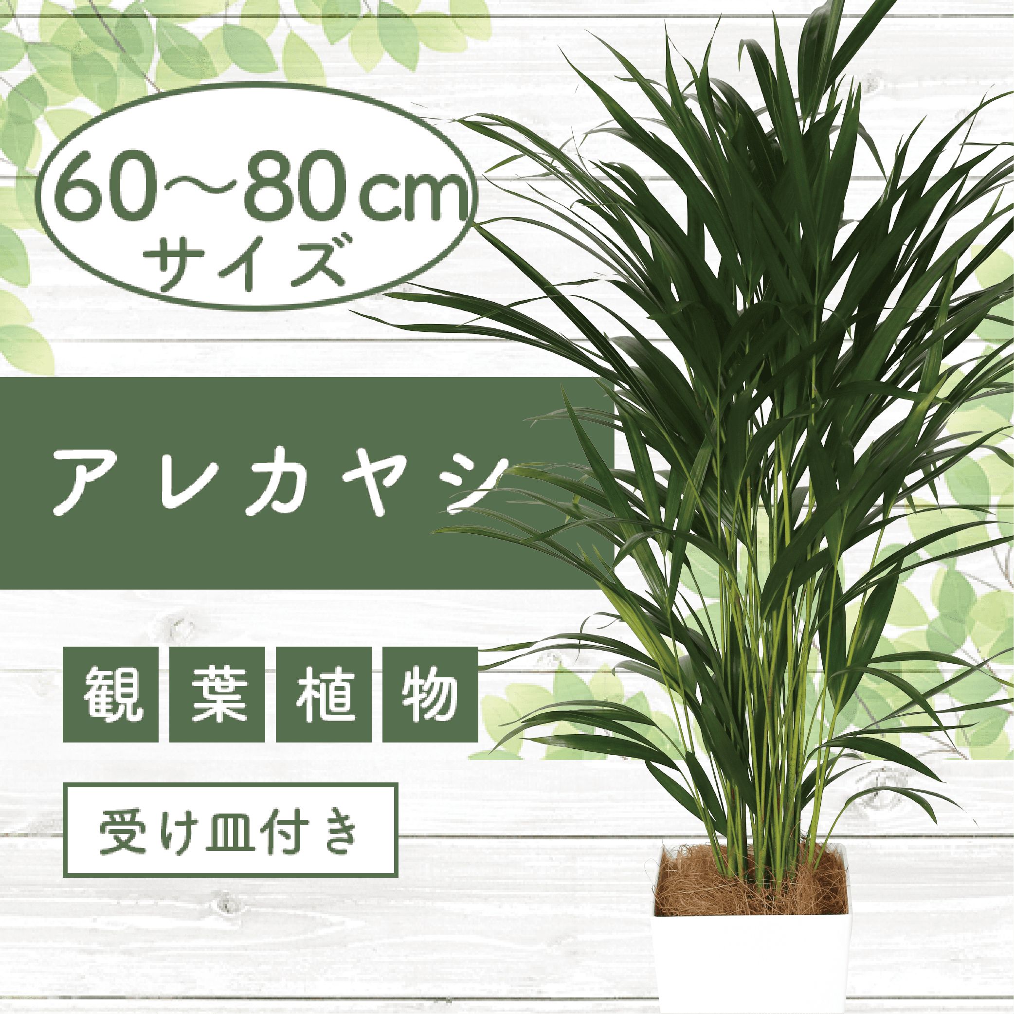 ＜2023年5月以降順次発送＞アレカヤシ 7号サイズ(約70cm)南国鹿児島県で育った 観葉植物！植物 鉢付 インテリア 室内 オフィス おしゃれ プレゼント ギフト 開店祝い 移転祝い マイナスイオン