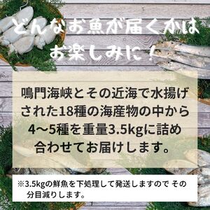 鳴門海峡冷凍鮮魚セット 3.5kg （ 4～5種 ）鳴門海峡 鮮魚 冷凍 旬の魚 鳴門わかめ 詰め合わせ セット 魚 