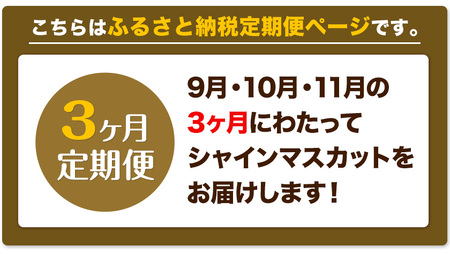 ぶどう 3ヶ月 定期便 [2024年先行予約] シャインマスカット 晴王 1房 約600g 岡山県産《9月上旬-12月上旬頃出荷(土日祝除く)》 ハレノフルーツ マスカット 送料無料 岡山県 浅口市 