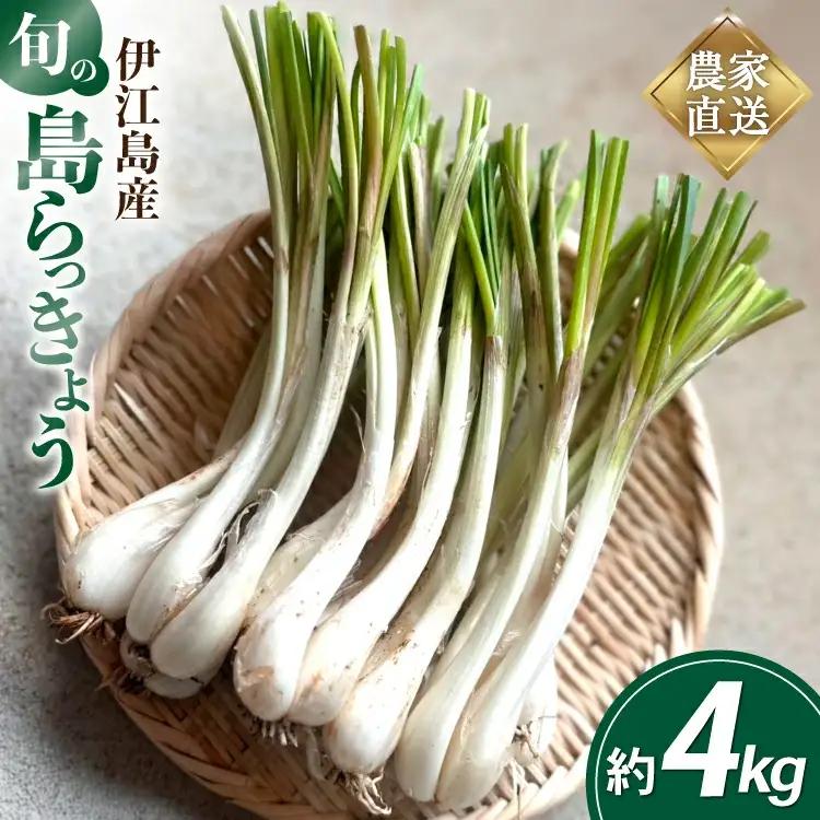 【期間限定発送】 島らっきょう 生 約 4kg