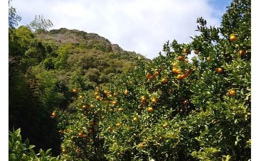 訳あり 家庭用 ポンカン 5kg 2026年1月より発送 早期予約 産地直送 浦ノ内産 ぽんかん みかん 蜜柑 柑橘 訳あり品 高知県 須崎市 MN0031-x