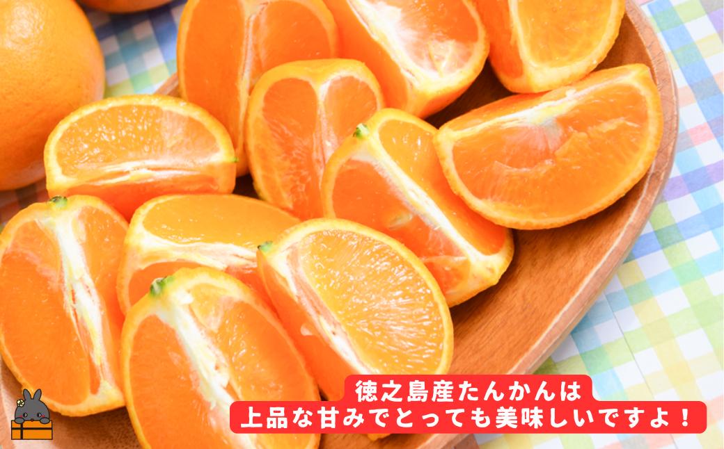 《先行予約》（家庭用）見た目は△！でも味は◎！徳之島産“もぎたて”たんかん（10kg） （ 訳あり 訳有 わけあり ワケ有 タンカン フルーツ みかん 果物 柑橘 甘い 徳之島 奄美 鹿児島 もぎたて