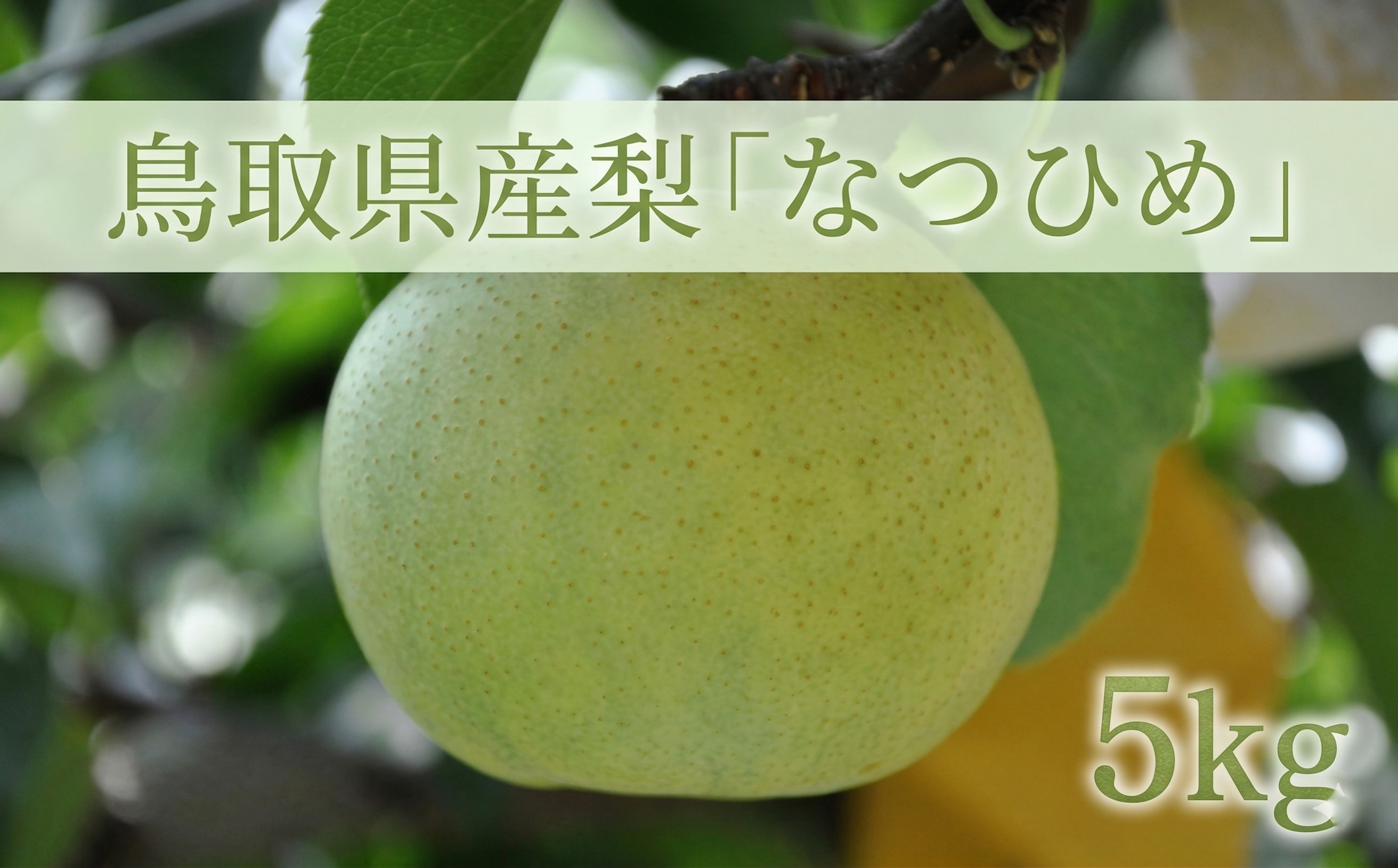 
                  鳥取県産梨「なつひめ梨」5kg
                
