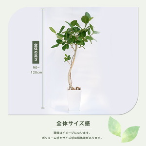 【観葉植物】ベンガルボダイジュ(フィカス・ベンガレンシス) 90cm～120cm (Green Base/IB003-008)  ※北海道・沖縄・離島配送不可