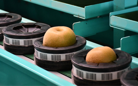 先行予約 和梨 新王 特秀品 約5kg 糖度13度以上を厳選 令和8年度 新潟県産 天果糖逸 JAえちご中越